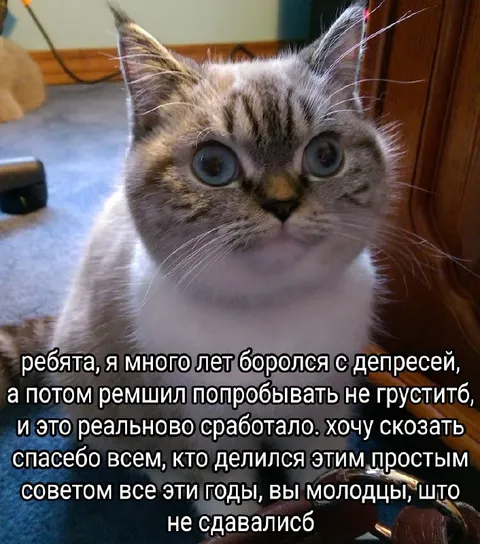 Кот, который решил не грустить
