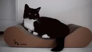 Кот на когтеточке