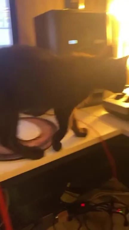 Cat Composes a Piano Masterpiece