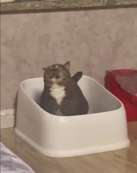 Кот сидит в лотке