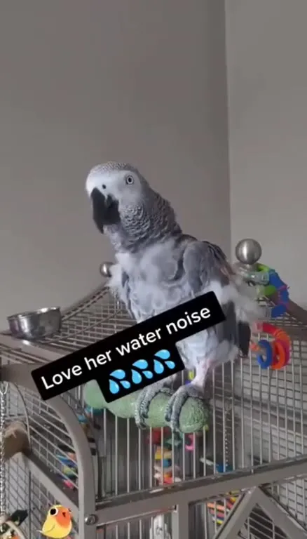 Parrot Impersonation Show