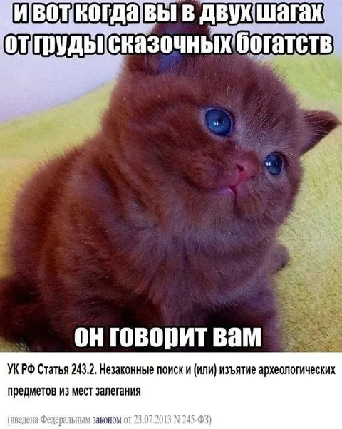 Котёнок в двух шагах от богатства