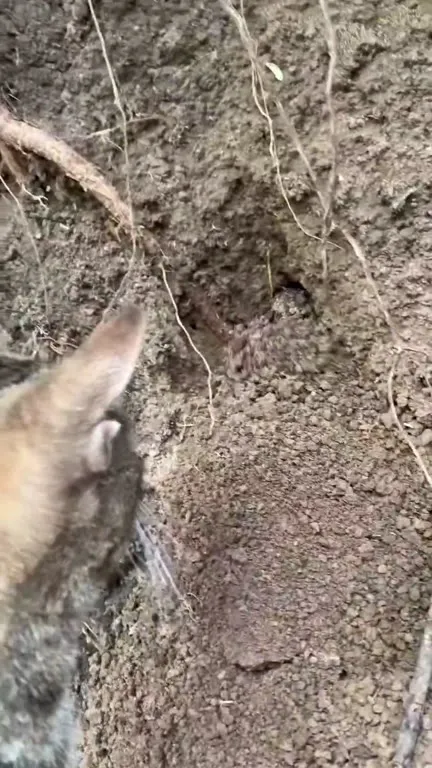 Кот проверяет нору