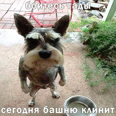 Собака башню клинит