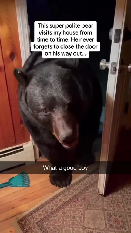 Polite Bear Closes the Door