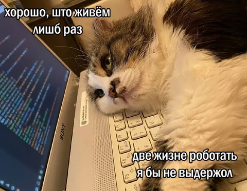 Кот не выдержал бы две жизни