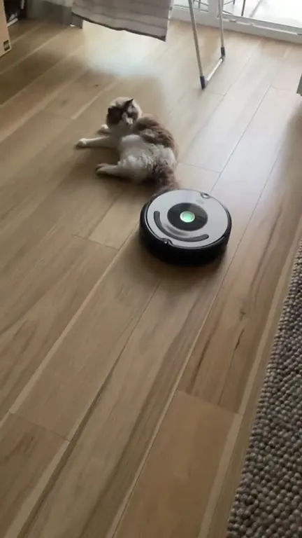 Cat Attacks the Robot Vacuum