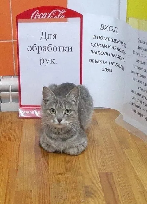 Кот для обработки рук