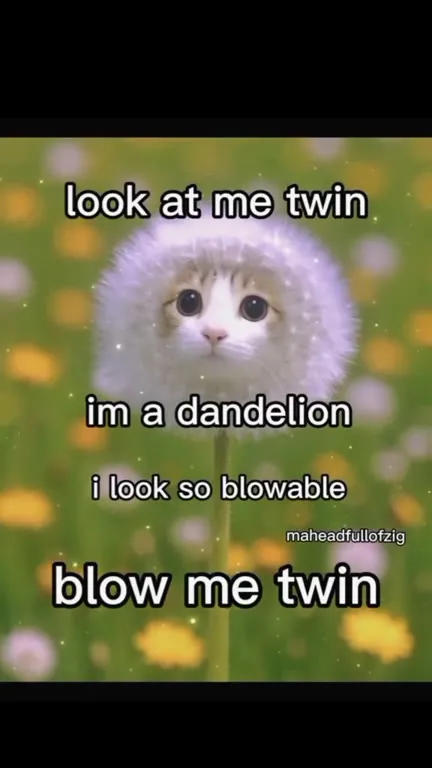Kitten Dandelion Twin