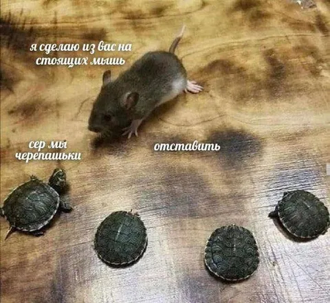 Мышь превращает черепашек
