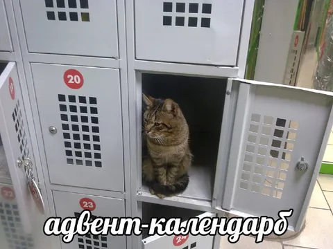 Кот в адвент-календаре