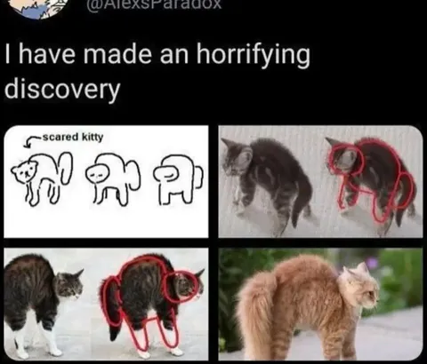 Scared Kitty Anatomy Discovery