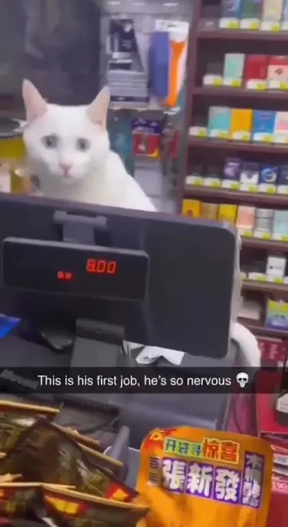 Nervous Cat at His First Job