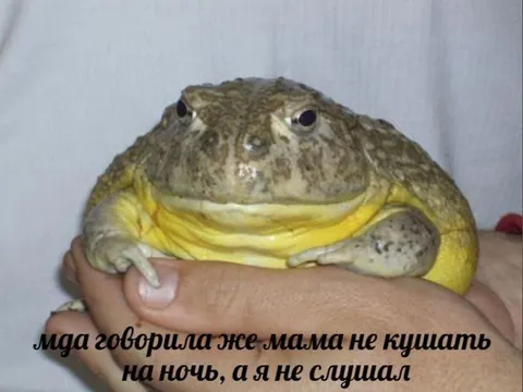 Жаба не послушала маму