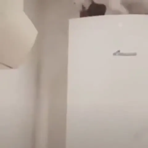 Кот за стиральной машиной