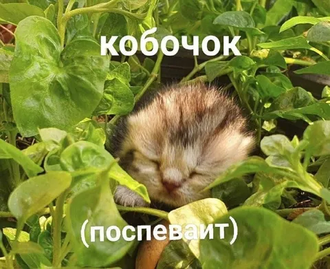 Котёнок поспевает в зелени