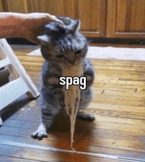 Spag Cat Eating Noodles