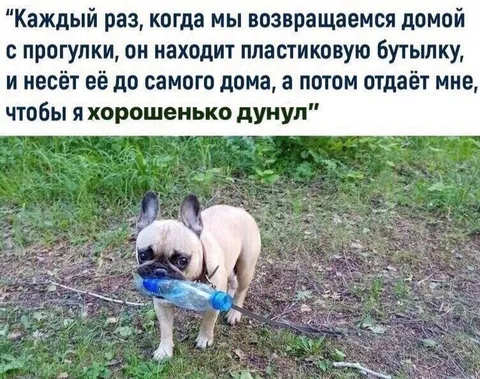 Мопс приносит бутылку хозяину
