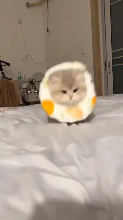 Котик в защитном воротнике