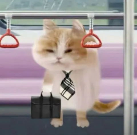 Кот едет на работу