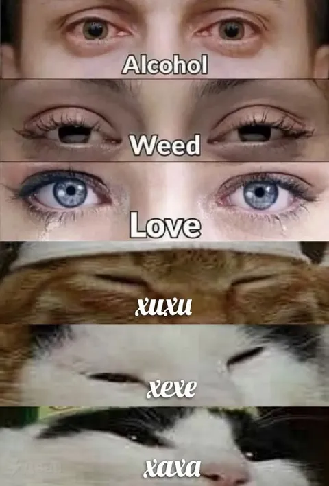 Alcohol Weed Love Cat Reactions