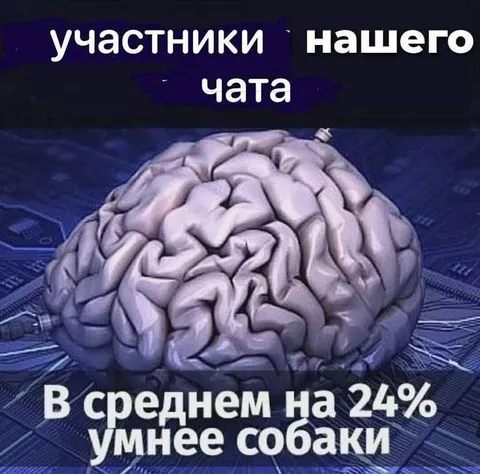 Участники чата умнее собаки
