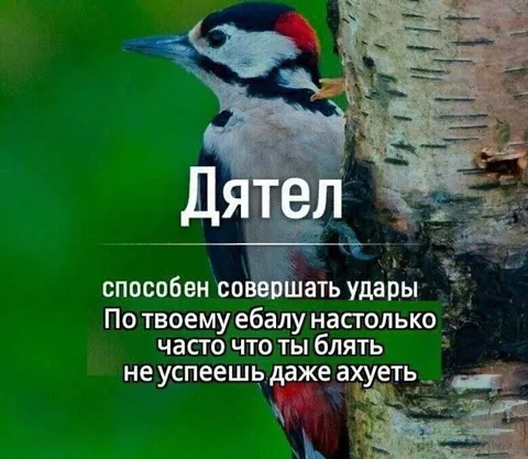 Дятел наносит частые удары