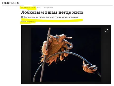 Лобковым вшам негде жить