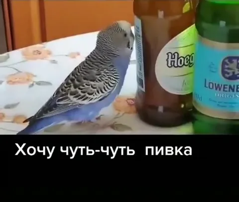 Попугай хочет пивка