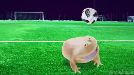 Лягушки играют в футбол