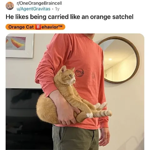 Orange Cat Satchel Carry