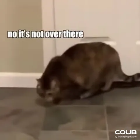 Cat Can Feel It