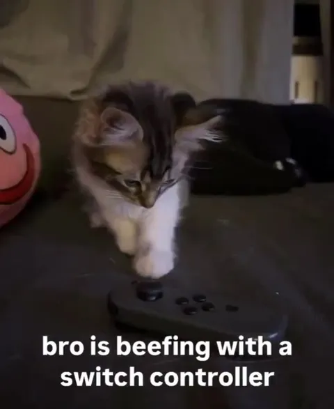Kitten Beefing With a Switch Controller