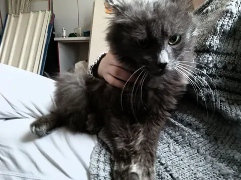 Кот на руках у человека