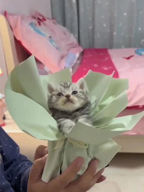 Котёнок вместо букета