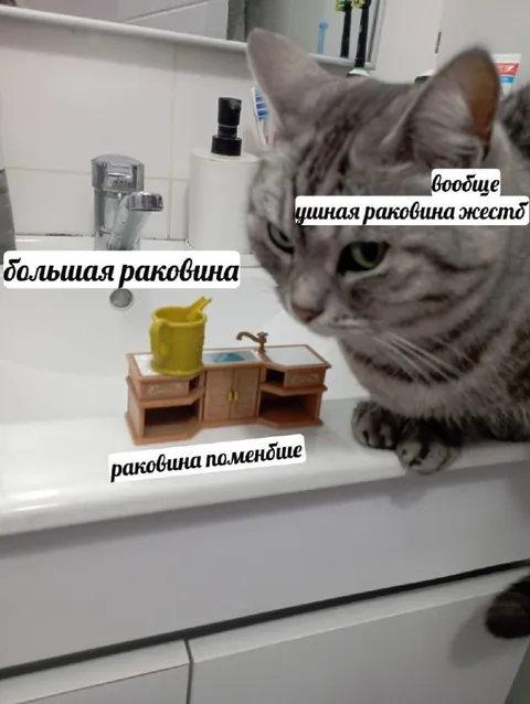 Кот выбирает раковину