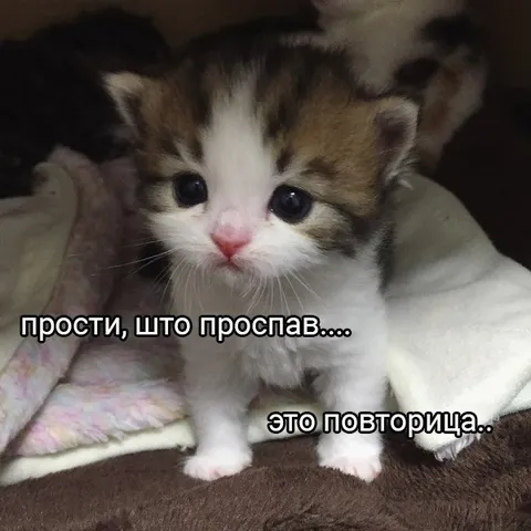 Прости, что проспав