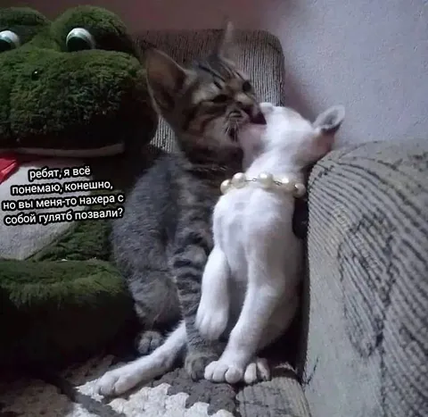 Кот не хочет гулять