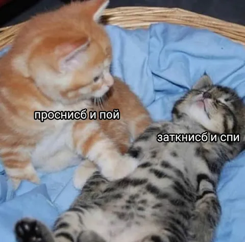 Котики спорят перед сном