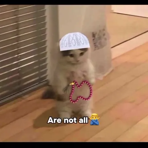 Muslim Cats Say Not Like This