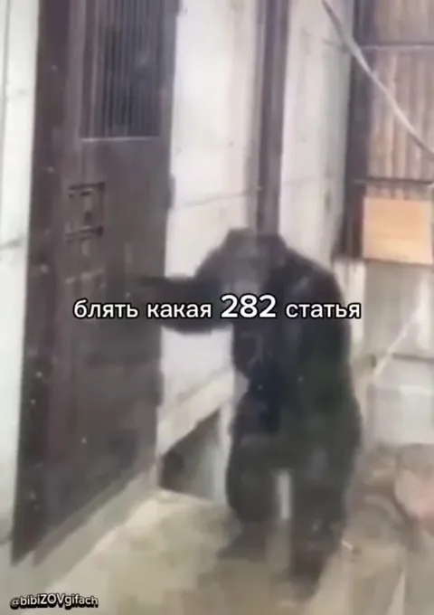 Обезьяна лезет в дверь