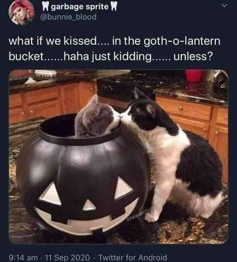 Kissing Cats in a Pumpkin