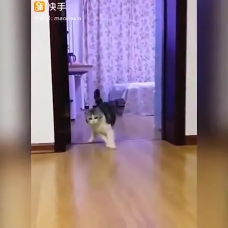 Кот копирует человека