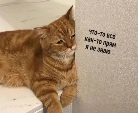 Кот, который ничего не понимает