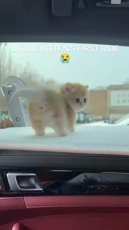Kitten’s First Car Ride