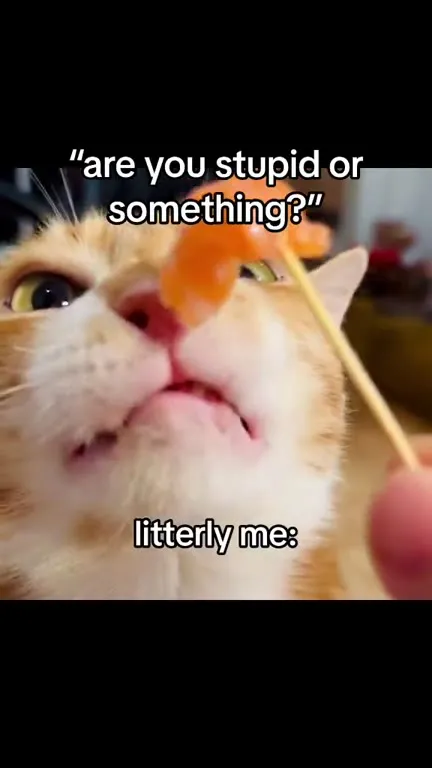 Litterly Me Cat