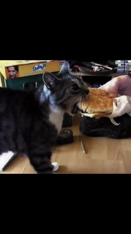 Evil Burger Horror Fries Cat