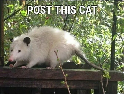 Post This Cat Opossum