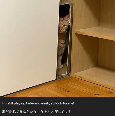 Cat Still Playing Hide-and-Seek
