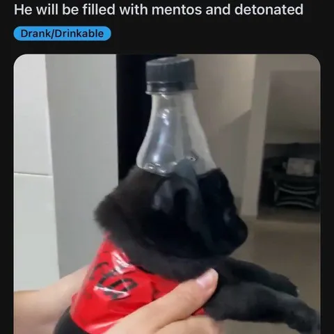 Dog Filled With Mentos
